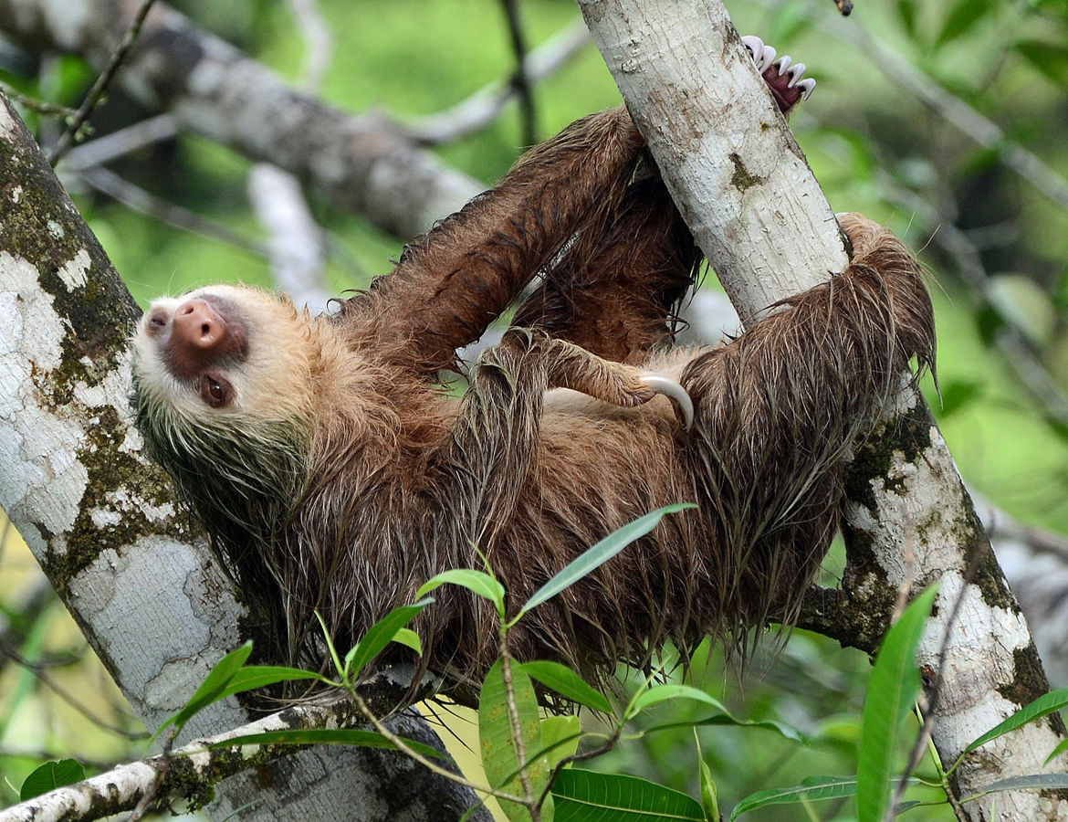 Image of a sloth at play